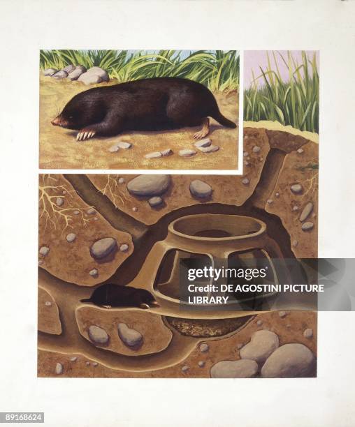 European Mole , illustration
