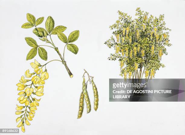 Laburnum anagyroides plant with flower, leaf and fruit, illustration