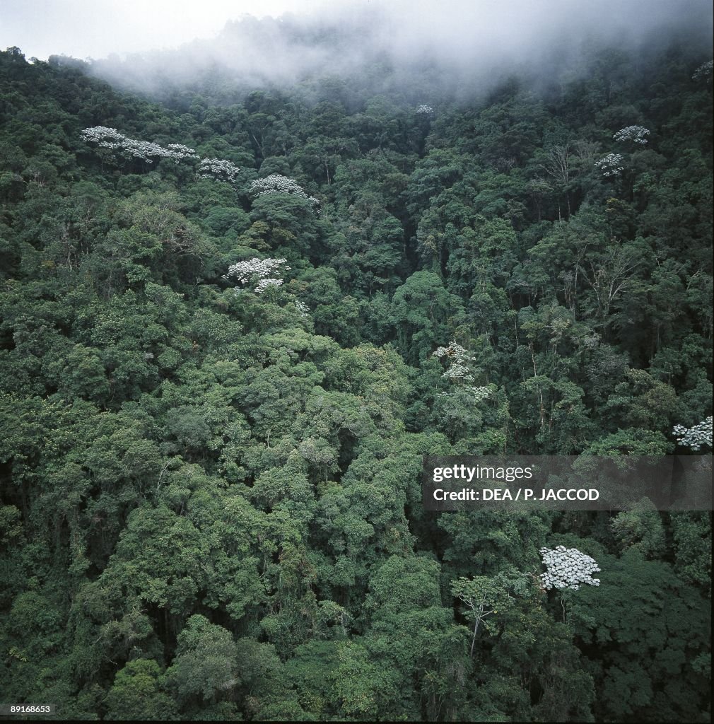 Venezuela, Merida, Sierra Nevada National Park, West slope of Pico Bolivar (Bolivar peak), forest