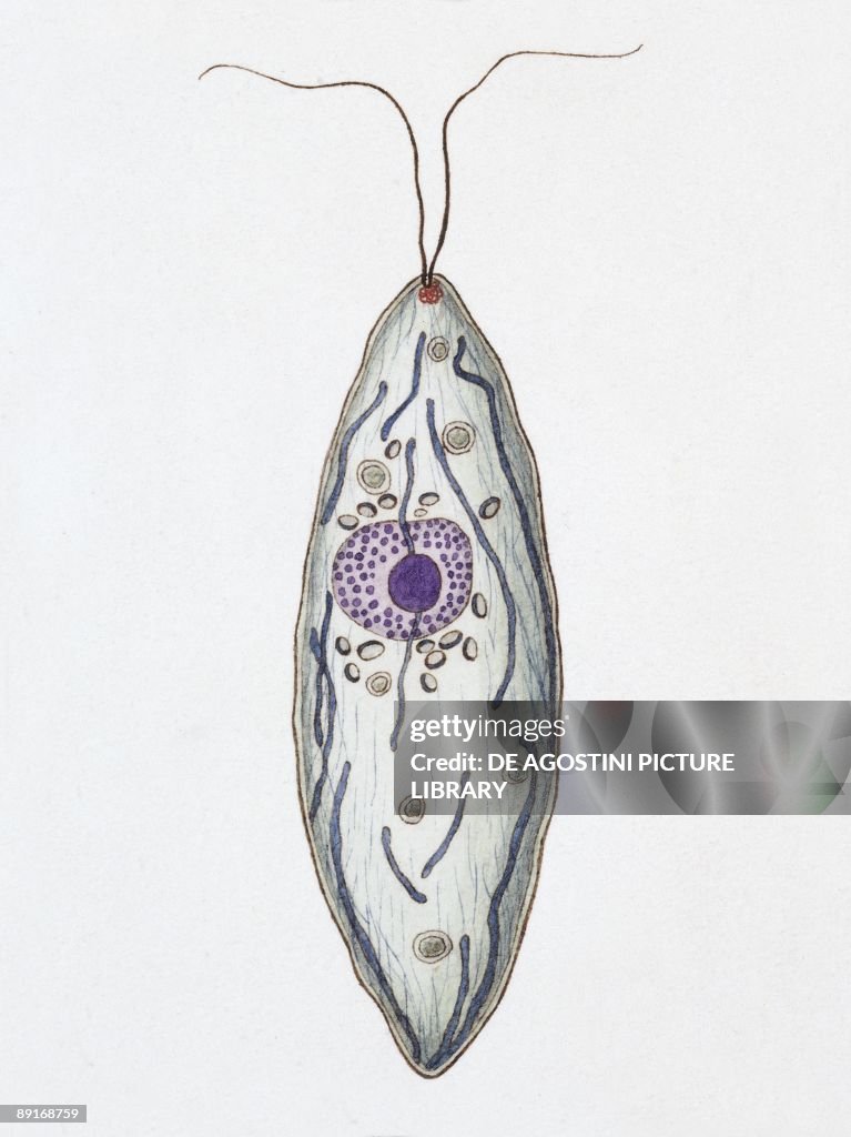 Haematococcus pluvialis, illustration