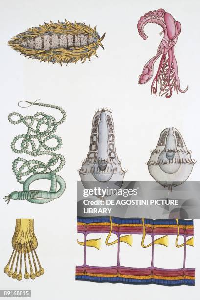 Medium group of polychaetes, illustration
