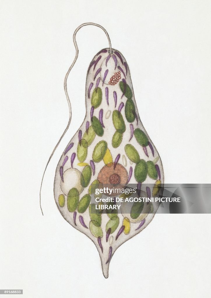 Euglenoid, illustration
