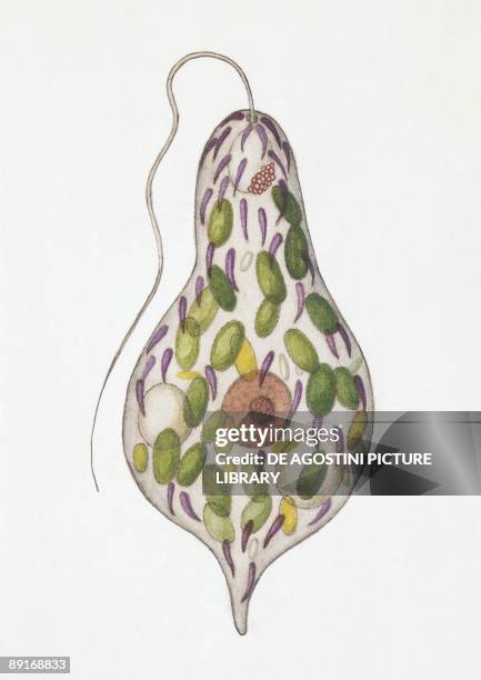 Euglenoid, illustration