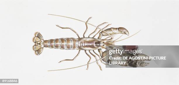Alpheus Alpheus Photos and Premium High Res Pictures - Getty Images