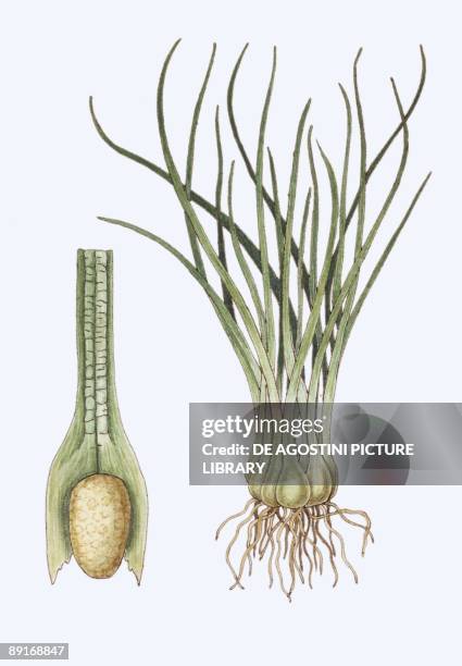 Isoetes setacea, illustration