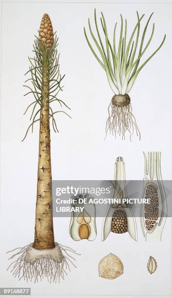 Quillworts , illustration