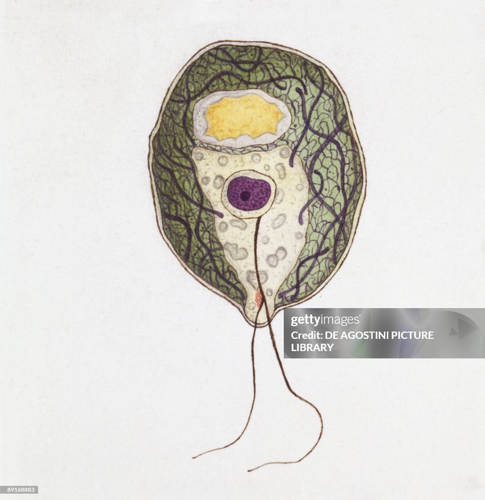 Chlamydomonas, illustration