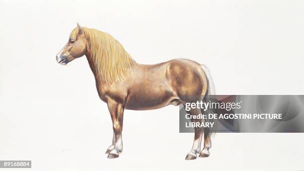 Haflinger horse , illustration