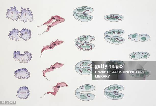 Division of Protozoa cells, illustration