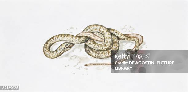 Smooth snake eating another snake, illustration