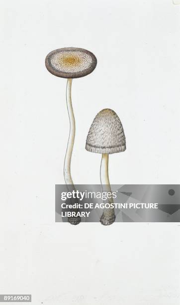 Coprinus Cs Coprinus Mushroom Photos and Premium High Res Pictures - Getty Images