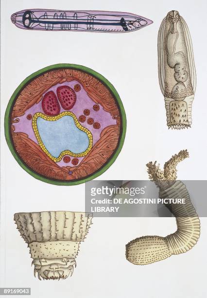 Medium group of roundworms and priapulid worms , illustration