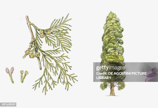 Lawson's Cypress plant with flower, leaf and seed, illustration