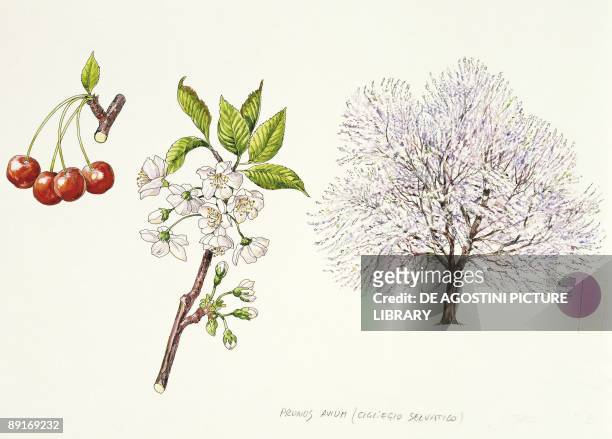 Wild Cherry , illustration