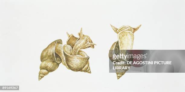 Great pond snail , illustration