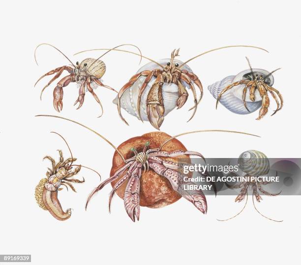 Medium group of water bears , illustration