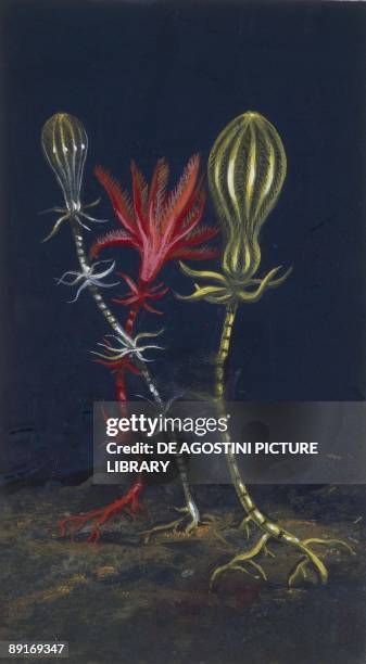 Sea lilies , illustration