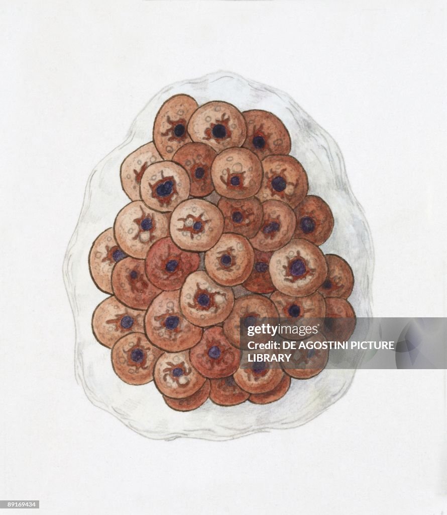 Haematococcus pluvialis, illustration