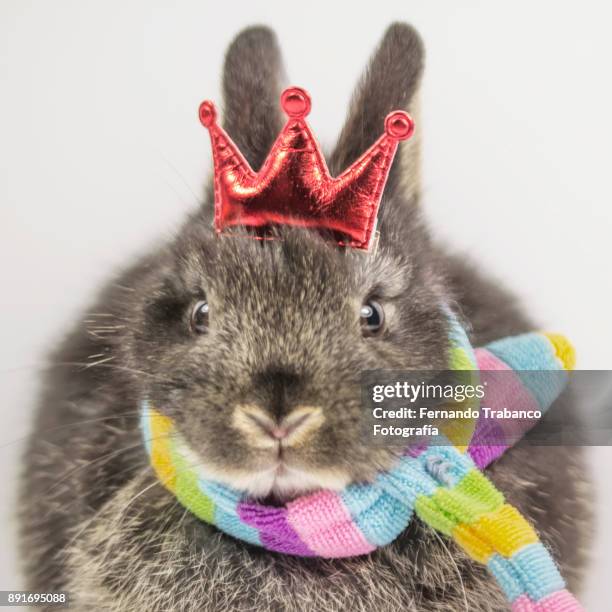 295 Easter Bunny Hat Stock Photos, High-Res Pictures, and Images ...