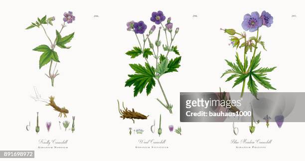 knotty cranesbill, geranium nodosum, victorian botanical illustration, 1863 - violet flower stock illustrations