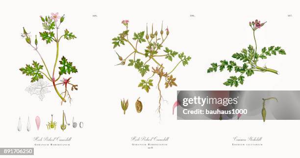 herb robert cranesbill, geranium robertianum, victorian botanical illustration, 1863 - geranium root stock illustrations