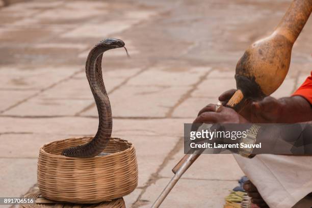 a cobra snake charmer in jaipur, rajasthan, india - laurent sauvel stock pictures, royalty-free photos & images