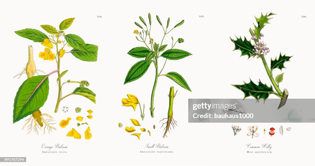Orange Balsam, Impatiens fulva, Victorian Botanical Illustration, 1863