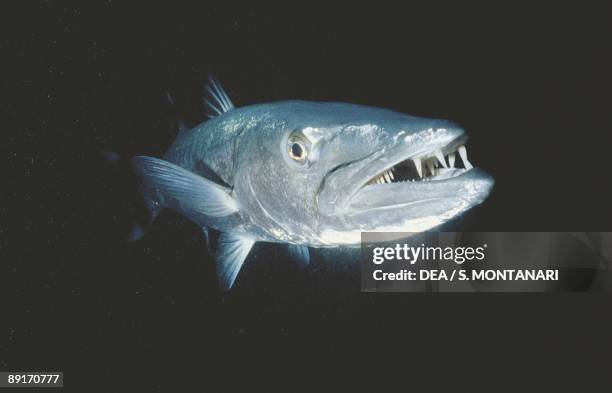 Geat barracuda underwater