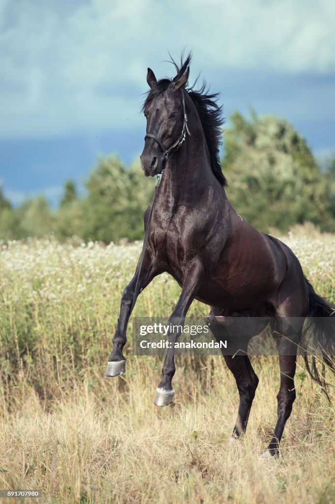 Black Stallion Horse Rearing