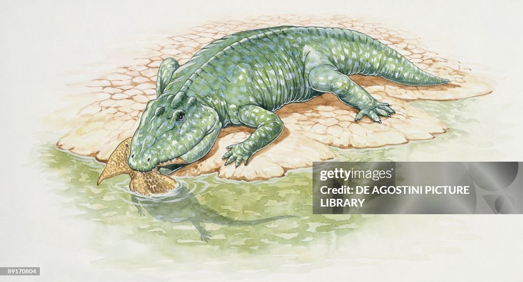 Eryops hunting its prey