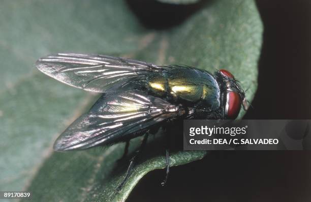 Golden fly , close-up