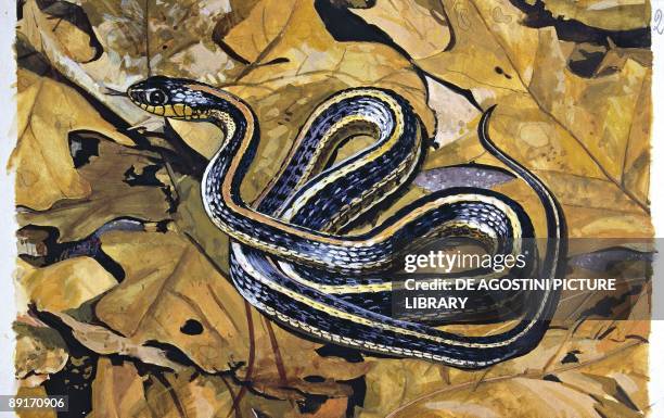 Common garter snake on leaves, illustration