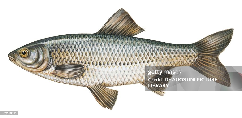 Danube Roach (Rutilus pigus), illustration