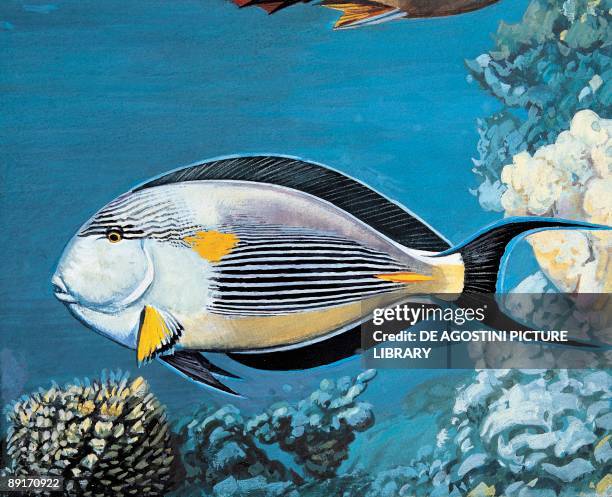 Side profile of a sohal surgeonfish swimming underwater