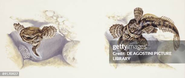 27 Cottidae Stock Photos, HighRes Pictures, and Images Getty Images