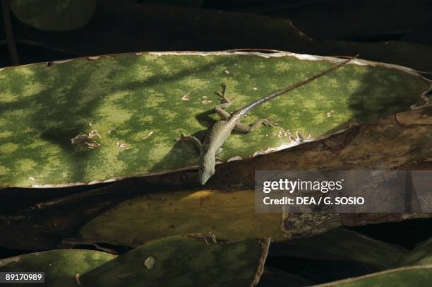 Li Lizard 921 Great Sound Bermuda Stock Photos, High-Res Pictures, and Images ...