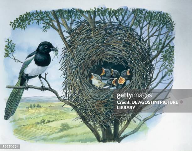Magpie Reproduction Magpie Nest Photos and Premium High Res Pictures - Getty Images