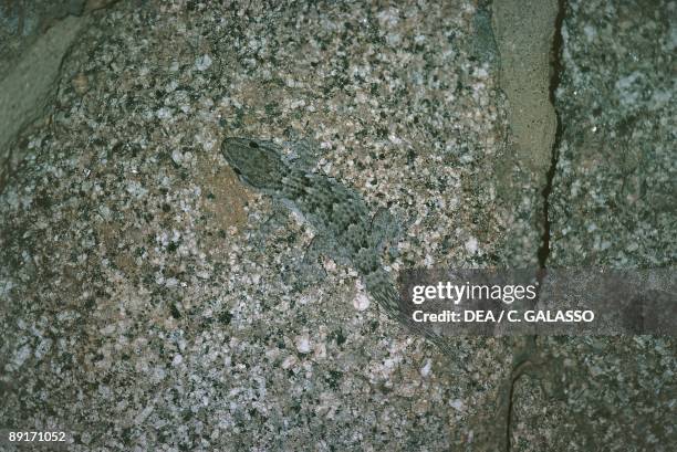 Moorish gecko camouflaged