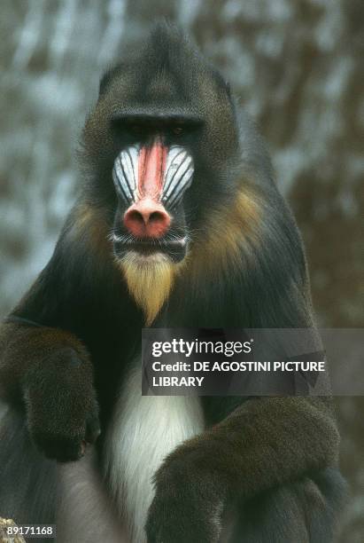 Close-up of a Mandrill