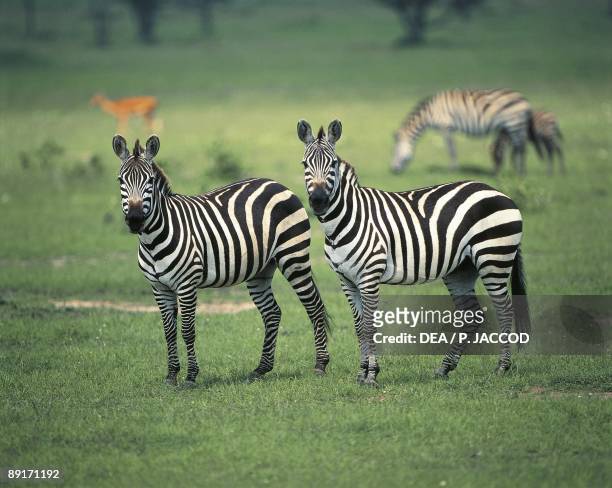 Kenya, Masai Mara Park Reserve, Two Grant's Zebras standing