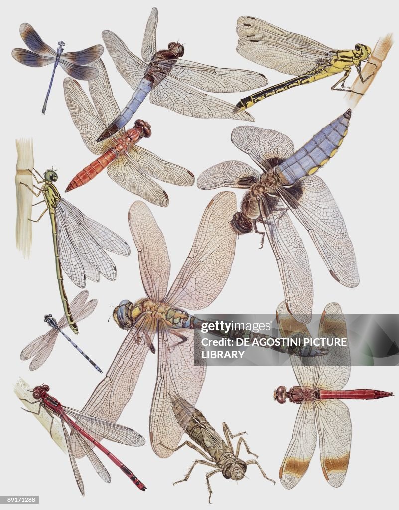 Odas Insect Close-up of a group of odonata insect News Photo - Getty Images