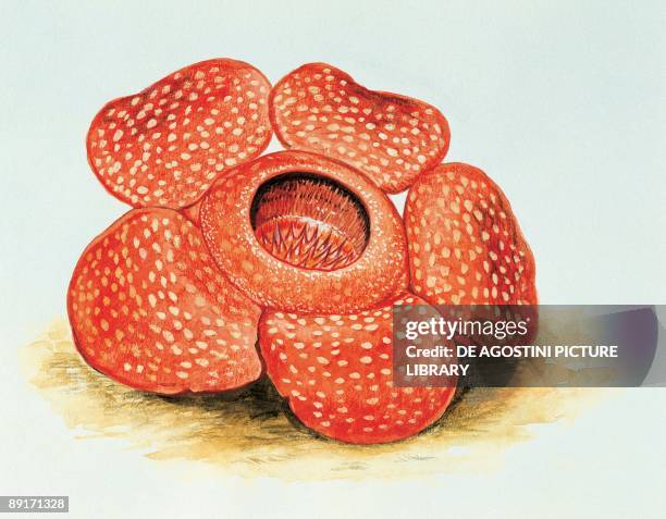 Close-up of a rafflesia arnoldii flower