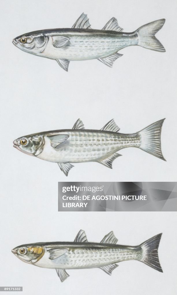 Fishes: Mugiliformes, Boxlip mullet (Oedalechilus labeo ), Flathead mullet (Mugil cephalus), Leaping mullet (Liza saliens), illustration