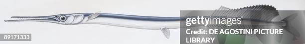 Fishes: Atlantic agujon needlefish , illustration