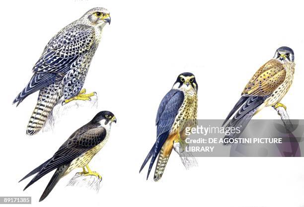 Birds: Falconiformes, Gyrfalcon , Eleonora's Falcon , Eurasian Hobby , Common Kestrel , illustration.