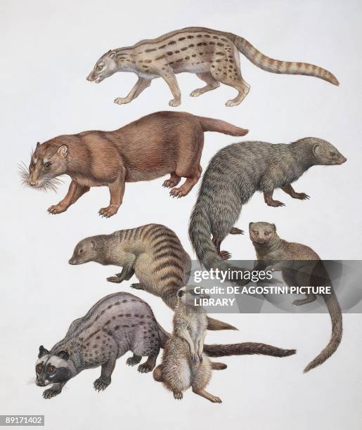 Close-up of a group of viverridae mammals