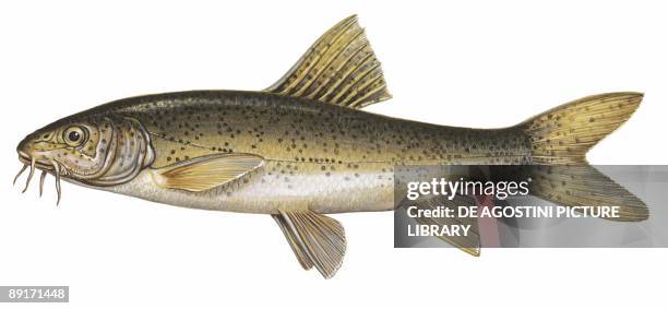 Barbel , illustration