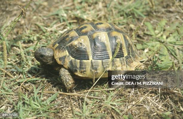 Hermann's tortoise on grass