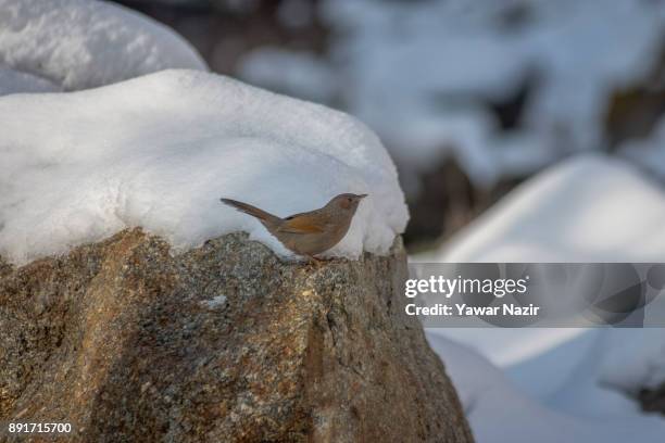 Bird looks for after seasons first snowfall on December 13, 2017 In the outskirts of Srinagar, , the summer capital of Indian administered Kashmir,...