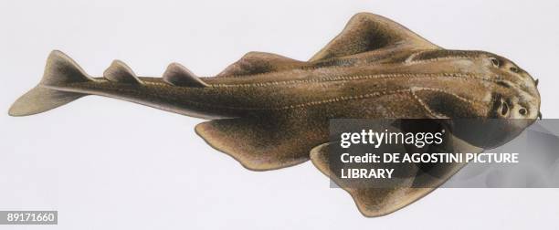 Fishes: Squatiniformes Squatinidae, Angelshark , illustration